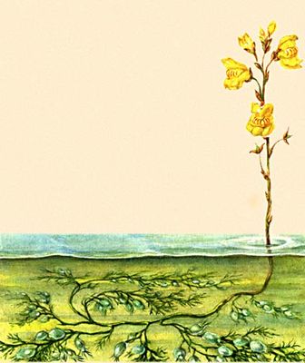 Насекомоядные растения. Пузырчатка обыкновенная (Utricularia vulgaris).