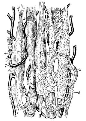 Схема строения гладкой мышечной ткани: 1 — гладкая мышечная клетка; 2 — её ядро; 3 — миофибриллы; 4 — сарколемма; 5 — соединительная ткань; 6 — нерв; 7 — кровеносный капилляр.