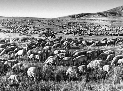 Отара овец на пастбище госхоза «Орхон».
