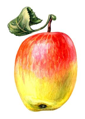 Плоды сортов яблони. Сары синап.
