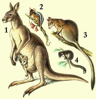 Сумчатые. 1. Пяткоход. 2. Большой серый кенгуру. 3. Древесный кенгуру. 4. Карликовый летучий кускус.
