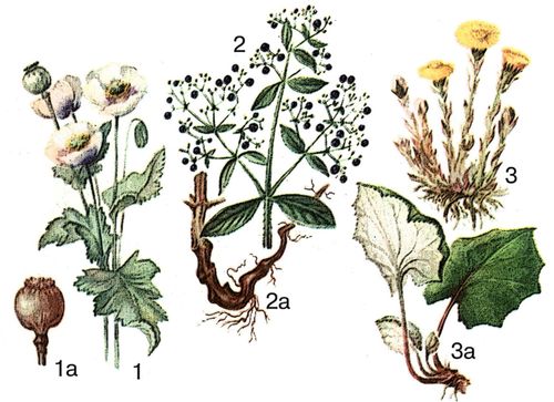 1 — мак снотворный; 1а — зрелая коробочка; 2 — марена красильная (грузинская разновидность); 2а — корневище с корнями; 3 — мать-и-мачеха в фазе цветения; 3а — листья.