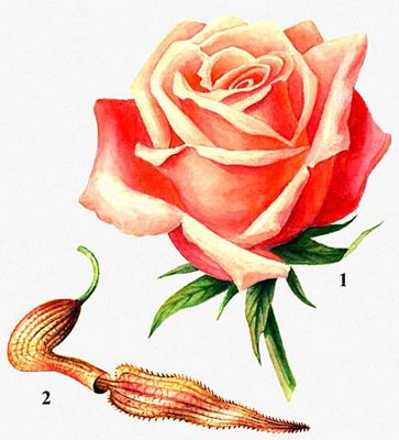 Цветки: 1 — розы, 2 — кирказона.