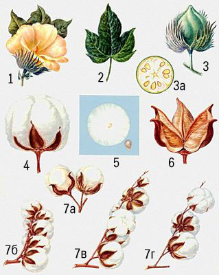 Хлопчатник: 1 — цветок; 2 — лист; 3 — незрелая коробочка (3а — в разрезе); 4 — раскрывшаяся коробочка; 5 — летучка и семя; 6 — створки коробочки; 7 — типы ветвления: 7а — предельное, 7б — непредельное с укороченными междоузлиями, 7в — непредельное с междоузлиями средней длины, 7г — непредельное с длинными междоузлиями.