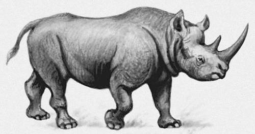 Копытные. Двурогий носорог.