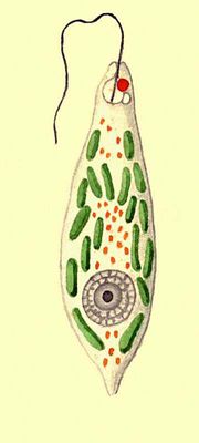 Простейшие. Жгутиконосцы. Euglena viridis.