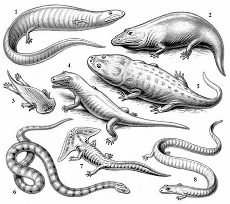 Рис. 5. Вымершие земноводные: 1 — Eogyrinus; 2 — Eryops; 3 — Gerrothorax; 4 — Seymouria; 5 — Metoposaurus; 6 — Ophiderpeton; 7 — Diplocaulus; 8 — Cardiocephalus.