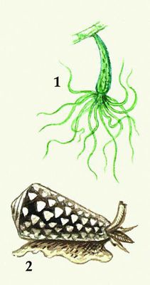 Водные ядовитые животные: 1 — зелёная гидра; 2 — моллюск конус.