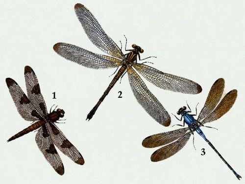 Стрекозы. 1 — Стрекоза десятипятнистая (Libellula pulchella); 2 — Фатима (Epallage fatime); 3 — Стрекоза голубая (Diflebia euphaeoides).