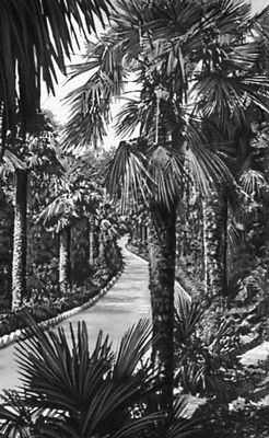 Никитский ботанический сад. Аллея из пальм (Trachycarpus fortunei); родина субтропики Китая, Кореи, Японии.