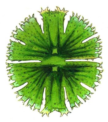 Зелёные водоросли. Микрастериас (Micrasterias).