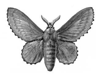 Бабочки. Коконопряд тополеволистный (Gastropacha populifolia) — Европа, Вост. Азия.