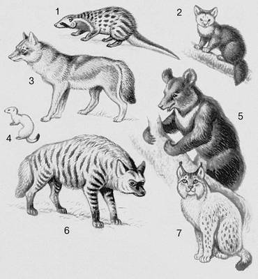 Млекопитающие. Хищные: 1 — циветта; 2 — соболь; 3 — волк; 4 — горностай; 5 — медведь; 6 — гиена; 7 — рысь.