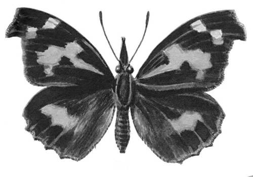 Бабочки. Носатка (Libythea celtis) — Юж. Европа, Ср. и М. Азия, Сев. Африка.
