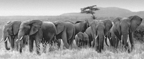 Слоны в национальном парке Цаво.