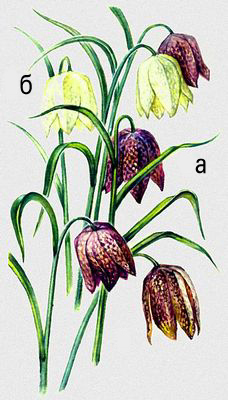 Рябчик шахматный (Fritillaria meleagris): а — типичная форма, б — белоцветковая форма.