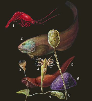 Глубоководные животные: 1 — мизида Gnathophausia gigas; 2 — рыба Careproctus amblystomopsis; 3 — морская лилия Bathycrinus pacificus; 4 — морское перо Kaphabelemnon biflorum; 5 — голотурия Psychropotes longicauda; 6 — морской ёж Echinocrepis cuneata; 7 — эхиурида Prometor grandis; 8 — губка Hyalomena.