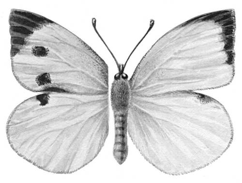 Бабочки. Капустница (Pieris brassicae) — Европа, Ср. Азия, Гималаи. Вредитель крестоцветных. Бабочка (слева — крыло самки, справа — самца).