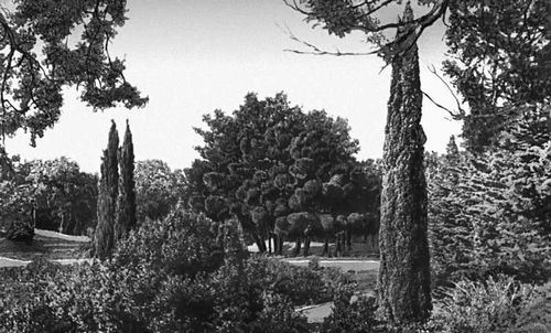 Никитский ботанический сад. Сосна Станкевича (Pinus stankeviczii) в новом парке на мысе Монтодор.