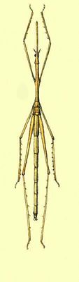Палочковидная кобылка (Cephalocoema lineata).