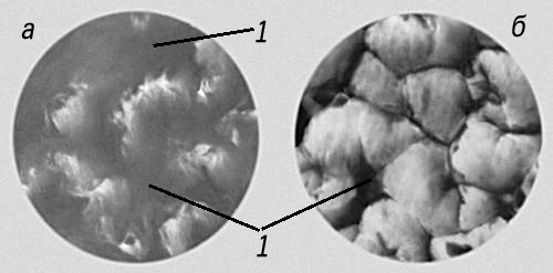 Микрофотографии участков печатной формы (после нанесения краски): а — темные участки; б — светлые участки; 1 — краска.