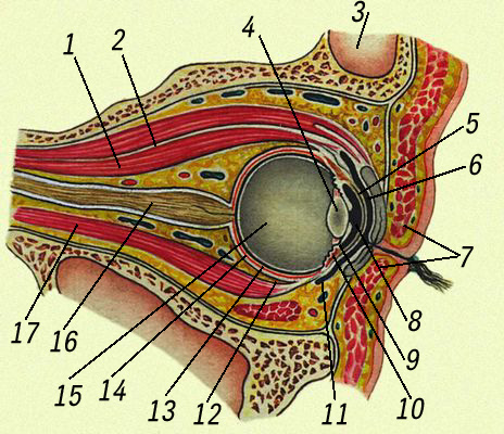 Вертикальный разрез через глазницу, глазное яблоко и веки: 1 — верхняя прямая мышца глаза; 2 — мышца, поднимающая верхнее веко; 3 — лобная пазуха (лобная кость); 4 — хрусталик; 5 — передняя камера глаза; 6 — роговица; 7 — верхнее и нижнее веки; 8 — зрачок; 9 — радужная оболочка; 10 — циннова связка; 11 — реснитчатое тело; 12 — склера; 13 — сосудистая оболочка; 14 — сетчатка; 15 — стекловидное тело; 16 — зрительный нерв; 17 — нижняя прямая мышца глаза.