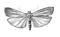 Бабочки. Лишайница обыкновенная (Lithosia complana) — Ср. и Юж. Европа, М. Азия. Бабочка.