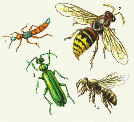 Наземные ядовитые животные: 1 — жук-педерус; 2 — шершень; 3 — шпанская мушка; 4 — медоносная пчела.