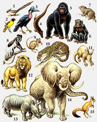 Характерные животные Эфиопской области: 1 — длиннохвостая птица-мышь; 2 — красноклювый ткачик; 3 — абиссинский рогатый ворон; 4 — выдровая землеройка; 5 — горилла; 6 — шимпанзе; 7 — капский даман; 8 — гвереца; 9 — североафриканский прыгунчик; 10 — барс; 11 — трубкозуб; 12 — лев; 13 — африканский белый носорог; 14 — африканский слон; 15 — долгоног.