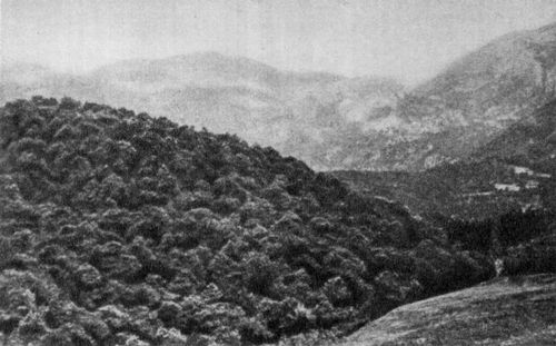 Каштановые леса в горах северной Албании.