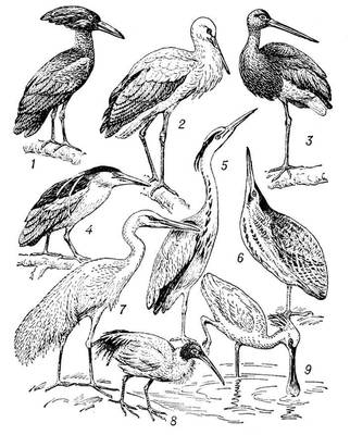 Голенастые птицы: 1 — молотоглав; 2 — белый аист; 3 — чёрный аист; 4 — кваква; 5 — серая цапля; 6 — выпь; 7 — белая цапля; 8 — ибис; 9 — колпица.