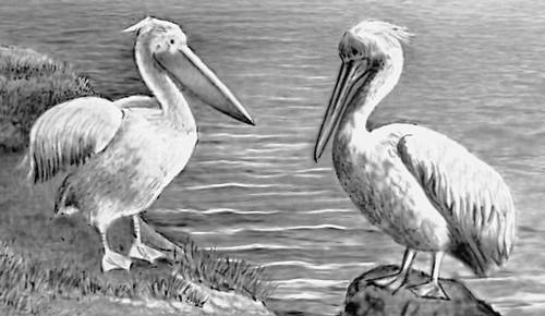 Пеликаны: розовый и кудрявый (справа).
