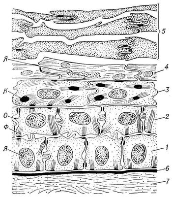 Рис. 4. Строение эпидермиса млекопитающего (схема): 1 — базальный слой; 2 — шиповатый слой; 3 — зернистый слой; 4 — блестящий слой; 5 — роговой слой; 6 — базальная мембрана; 7 — волокна сосочкового слоя дермы; К — «зёрна» кератогиалина; Ф — фибриллы; Я — ядра клеток; О — отросток клетки шиповатого слоя.