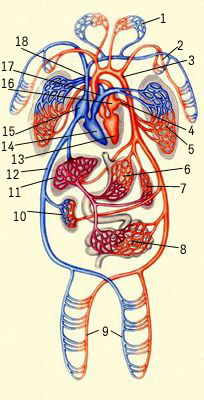 Схема кровообращения человека: 1 — сосуды головы и шеи, 2 — верхней конечности, 3 — аорта, 4 — лёгочная вена, 5 — сосуды лёгкого, 6 — желудка, 7 — селезёнки, 8 — кишечника, 9 — нижних конечностей, 10 — почки, 11 — печени, 12 — нижняя полая вена, 13 — левый желудочек сердца, 14 — правый желудочек сердца, 15 — правое предсердие, 16 — левое предсердие, 17 — лёгочная артерия, 18 — верхняя полая вена.