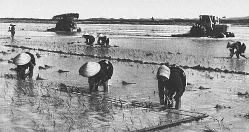 Вьетнам. Осенняя посадка риса в сельскохозяйственном кооперативе провинции Куангбинь.