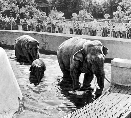 Семья индийских слонов.