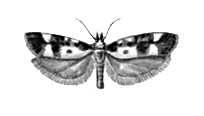 Бабочки. Чернопятнистая этмия (Ethmia funerella) — Европа, М. и Ср. Азия.