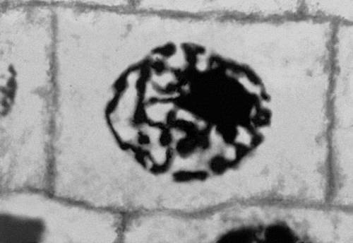 Рис. 2 (6). Митоз в меристематических клетках корешка лука (микрофотография). Анафаза.