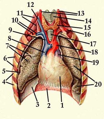 Положение сердца в околосердечной сумке в грудной полости (передняя стенка грудной клетки вскрыта, края лёгких отвёрнуты): 1 — сердце; 2 — диафрагма; 3 — плевра, покрывающая диафрагму; 4 — рёбра; 5 — пристеночный листок плевры; 6 — межрёберные мышцы; 7 — правое лёгкое; 8 — верхняя полая вена; 9 — правая плечеголовная вена; 10 — правые подключичные артерии и вены; 11 — лестничные мышцы; 12 — правая внутренняя ярёмная вена; 13 — правая и левая общие сонные артерии; 14 — щитовидный хрящ; 15 — щитовидная железа; 16 — левая подключичная артерия; 17 — трахея; 18 — дуга аорты; 19 — лёгочный ствол; 20 — левое лёгкое.