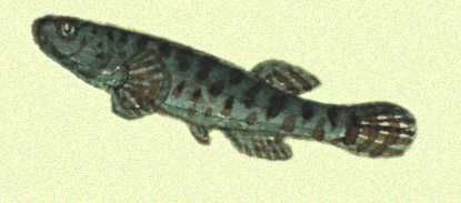 Характерный представитель фауны Голарктической области. Даллия (чёрная рыба).