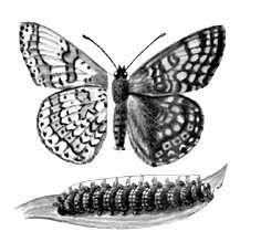 Бабочки. Шашечница обыкновенная (Melithea cinxia) — Европа, Сев. и Ср. Азия. Бабочка (слева — испод крыльев) и гусеница.