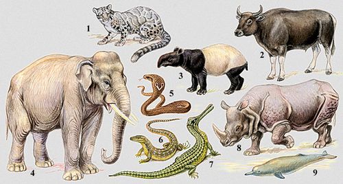 Характерные представители фауны Индо-Малайской области: 1 — дымчатый леопард; 2 — бантенг; 3 — индийский тапир; 4 — индийский слон; 5 — кобра; 6 — полосатый варан; 7 — гавиал; 8 — индийский носорог; 9 — речной дельфин гангский сусук.