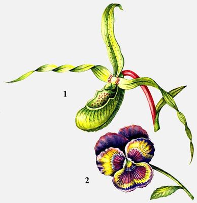 Цветки: 1 — соленипедиума, 2 — фиалки.