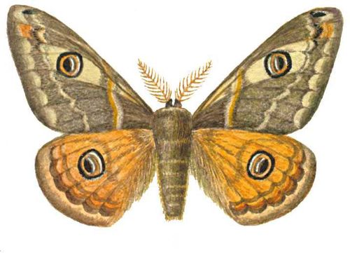 Бабочки. Малый ночной павлиний глаз (Saturnia pavonia) — Европа, Сибирь, Д. Восток. Бабочка.