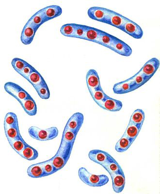 Крупные изогнутые клетки (спириллы) с зёрнами метахроматина.
