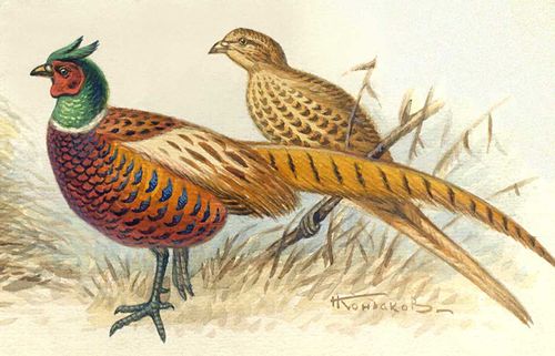 Обыкновенный фазан: самец, самка.