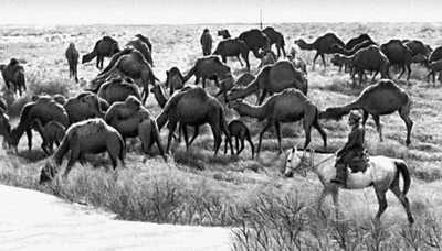 Верблюды госплемзавода «Сакар-Чага» Марыйской области на пастбище.
