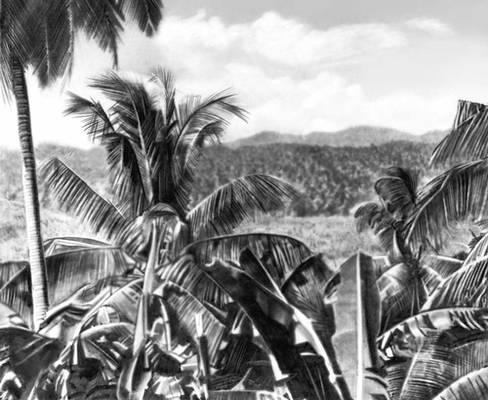 Плантации кокосовых пальм в восточной части Ямайки.