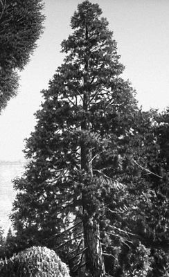 Никитский ботанический сад. Секвойядендрон (Sequoiadendron giganteum); родина Калифорния.