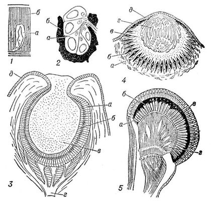 Органы зрения: 1 — органы зрения дождевого червя Lumbricus castaneus; а — светочувствительная клетка, б — покровный эпителий; 2 — глаз пиявки из рода Herpobdella: а — зрительная клетка, б — пигмент; 3 — глаз брюхоногого моллюска из сем. Trochidae: а — сетчатка, б — чувствительная палочка зрительной клетки, в — стекловидное тело, г — зрительный нерв, д — покровный эпителий; 4 — глаз медузы Charybdea marsupialis: а — зрительная клетка сетчатки, б — пигментная клетка, в — стекловидное тело, г — хрусталик, д — покровный эпителий; 5 — фасеточный глаз рачка жабронога из рода Branchipus: а — зрительная клетка, б — пигмент, в — хрустальный конус, г — зрительный нерв.